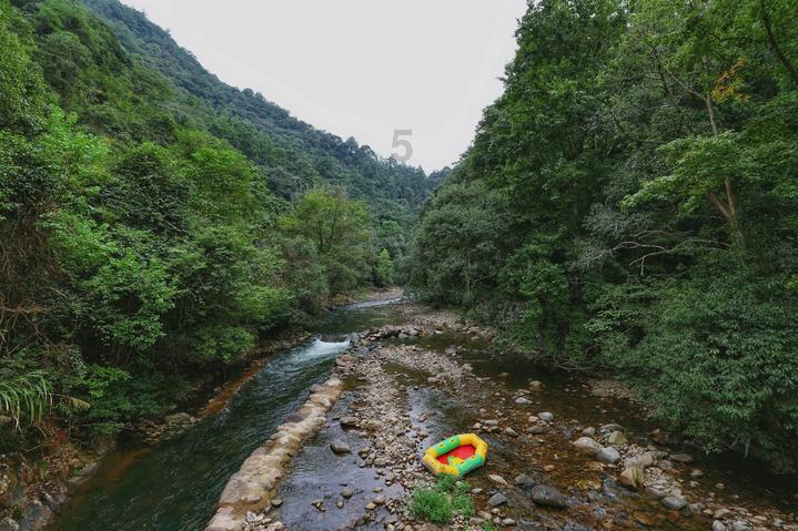 逃离泰莱森林